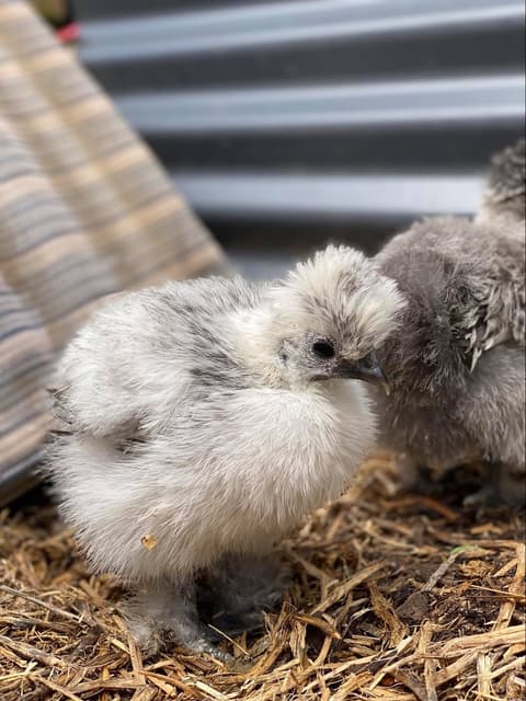 Samuel H's Silkies, image 1 of 2